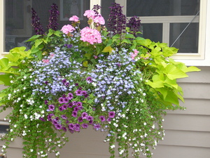 wiernik window box.JPG